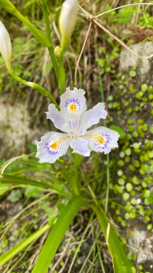 シャガ(Iris japonica)
